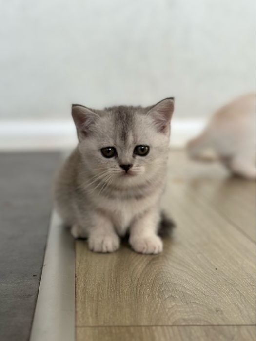 Кошеня (дівчинка, срібляста шиншила, шотландська прямовуха)