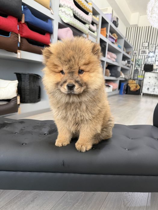 Chow chow menina