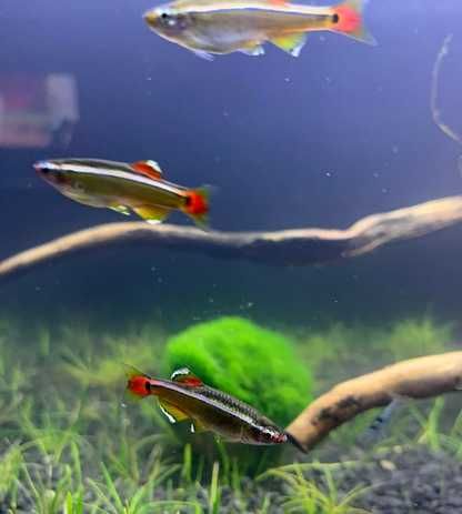 Tanichthys albonubes