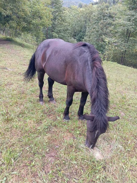 Продам коня, жеребць