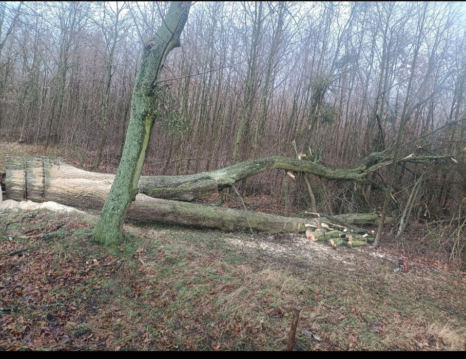 Wycinka drzew koszenie traw usługi rębak