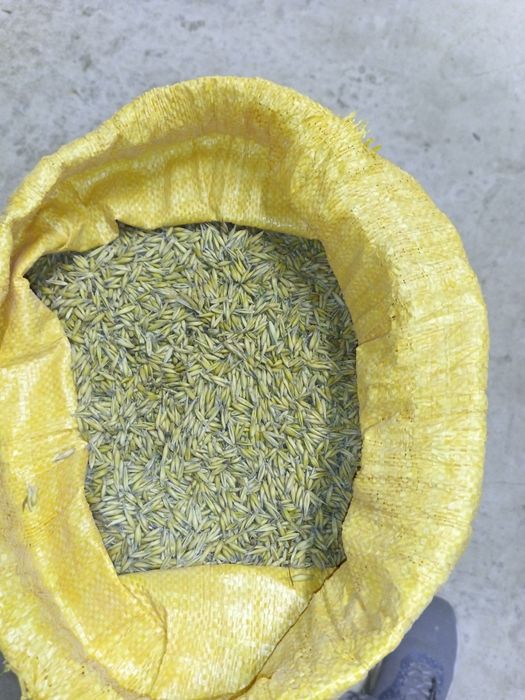 Sprzedam owies workowany 2025r.