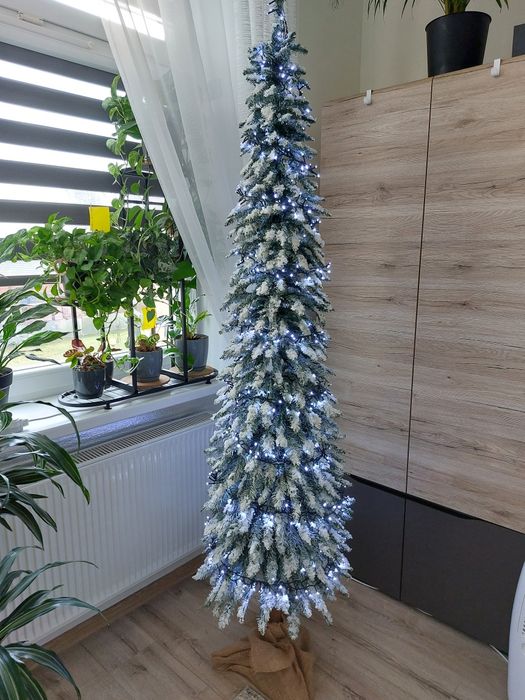 Choinka świerk tatrzański na pniu 220 cm Wąska slim Legnica • OLX.pl