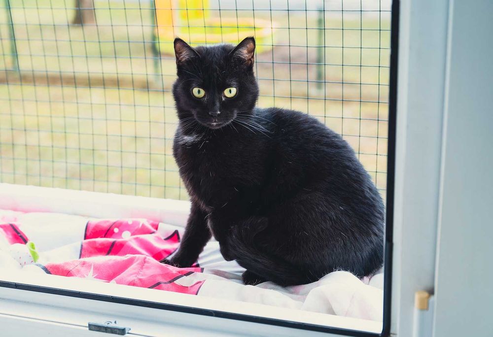 Kotka do adopcji - AVA, 2 lata