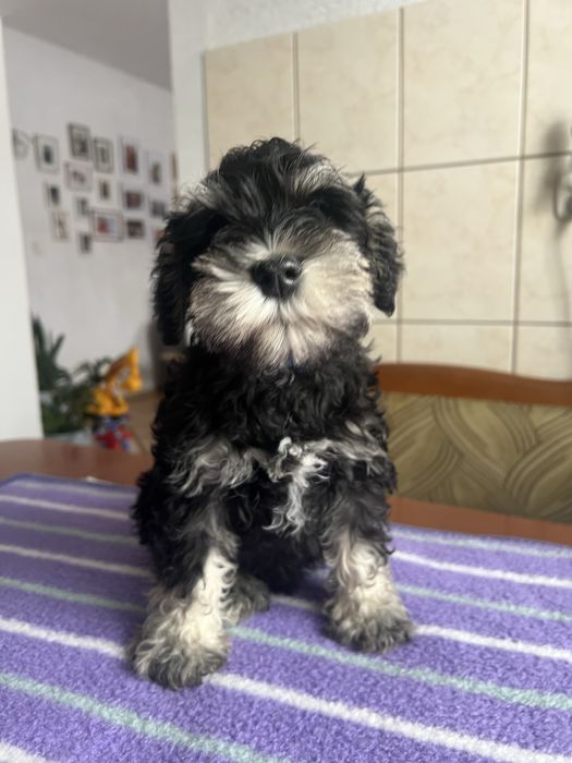 Sznaucerki miniaturki ZK w P FCI