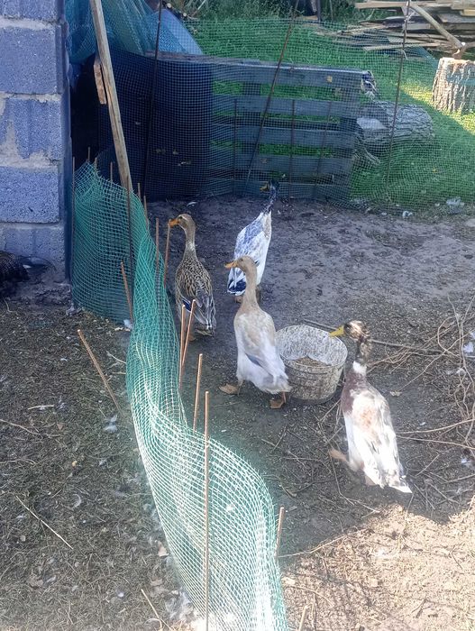 Sprzedam koguty silki tteczarki i inne ozdobne