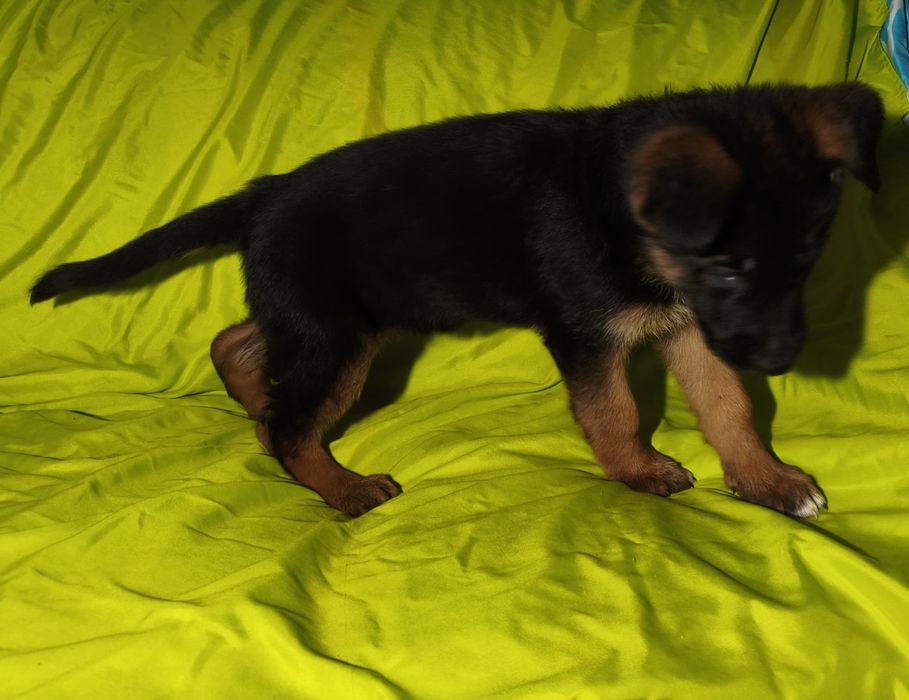 Pastor alemão fêmea