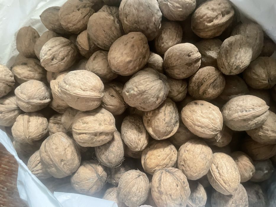 Продам горіхи  цілі 2025 року урожай