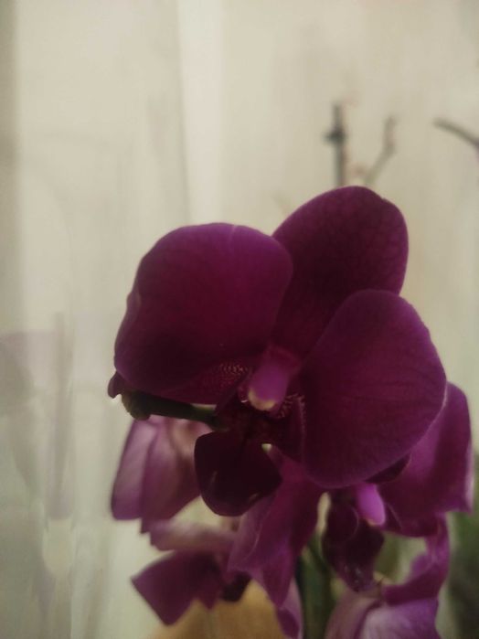 продам орхідею! с