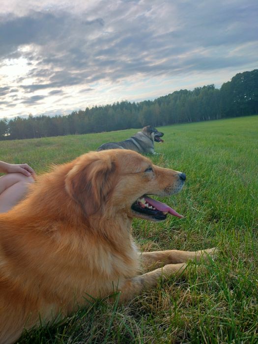 Rudy Bingo szuka domu