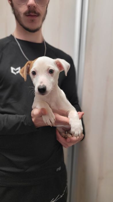 Jack Russell Terrier Szczeniak