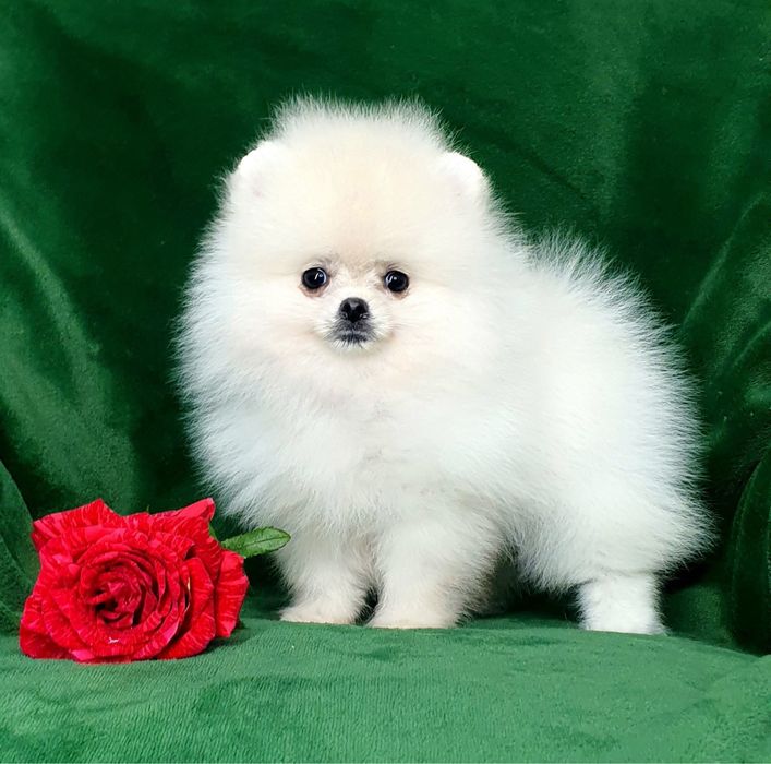 Міні хлопчики померанського шпіца