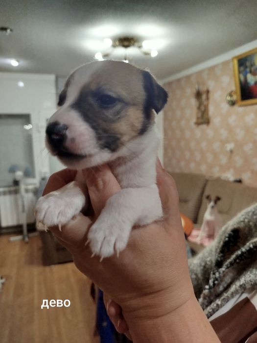 Щенки джек рассела резерв