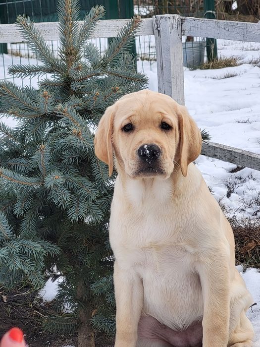 Ніжна, лагідна дівчинка лабрадор!