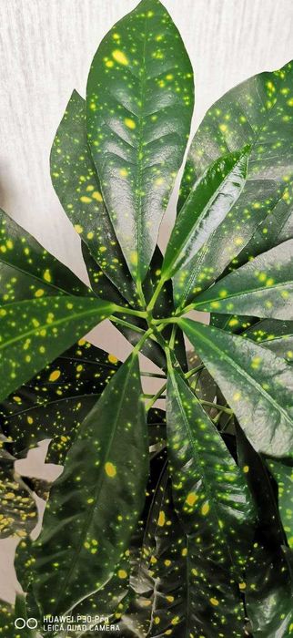 Цветок Кодиеум пёстрый - Полярно - Альпийский