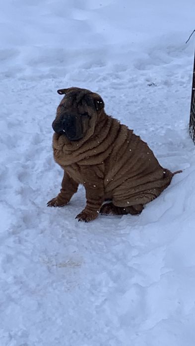 Мальчик шарпей щенок