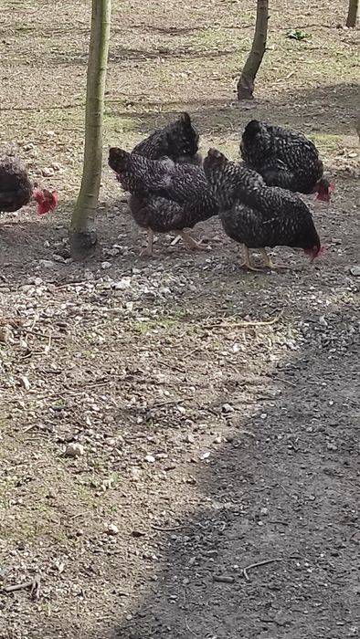 Ovos pedrês portuguesa para incubação - Dúzia 15€