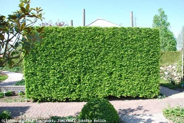 Bluszcz na ściany płoty sadzonki 100 cm 50 sztuk zasłona od sąsiadów