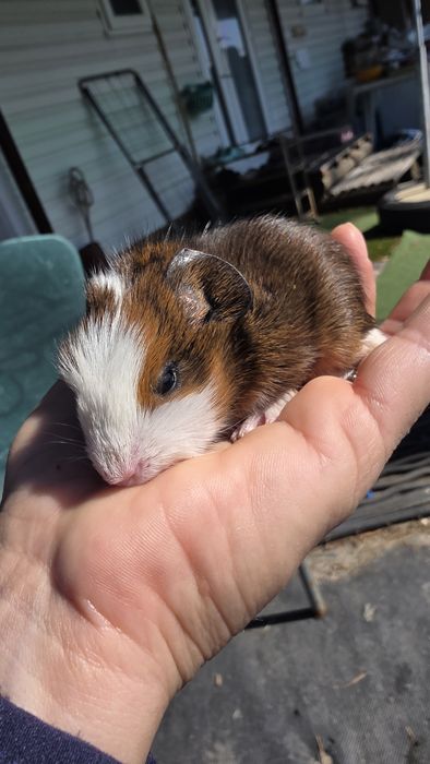 Us teddi varias idades