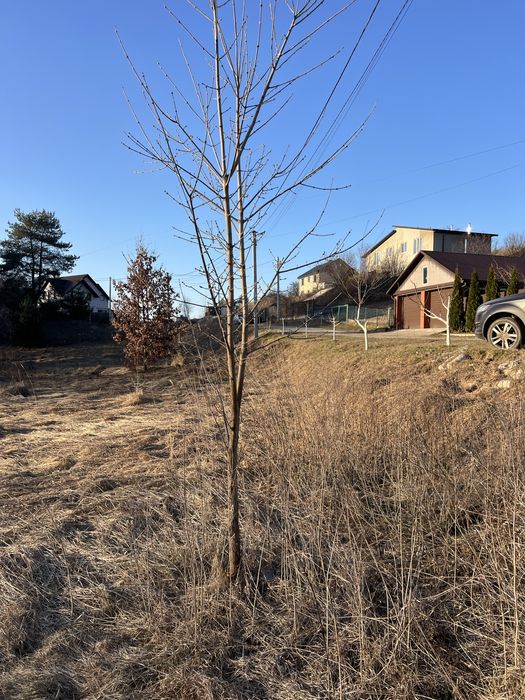 7 сотих Ділянка Будівництво