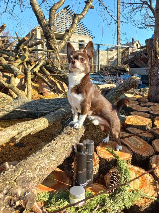 Кобель чихуахуа для вязки