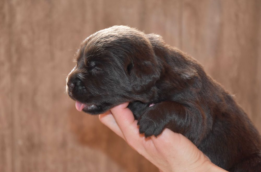 Szczenięta Labrador Retriever ZKwP / FCI