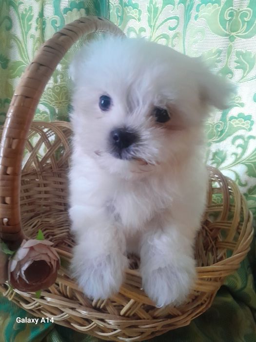 Міні хлопчик мальтезе