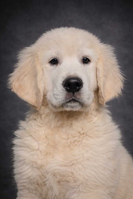 Golden Retriever kremowy piesek ZKwP FCI