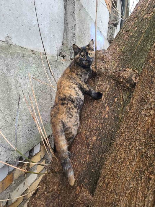 Кицюня, 7 міс. Кішка, кошеня