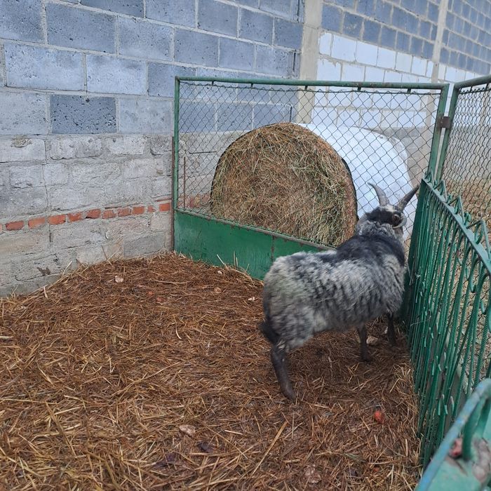 Witam sprzedam  barany