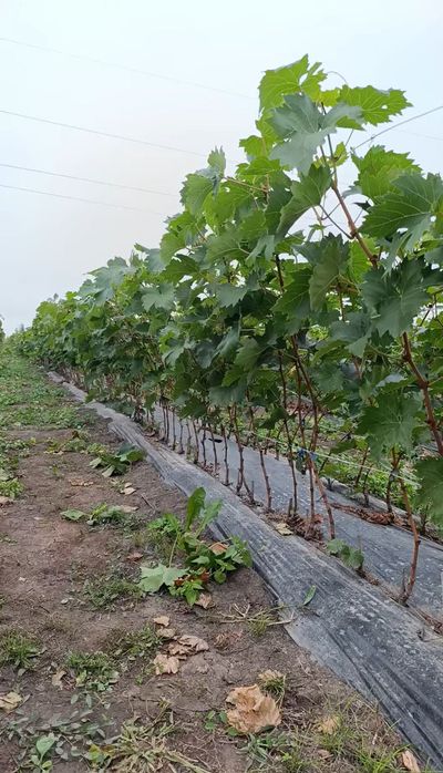 Саджанці винограду з власного виноградника!