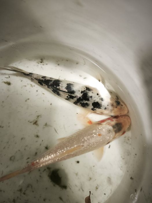 Carpas koi criação propria