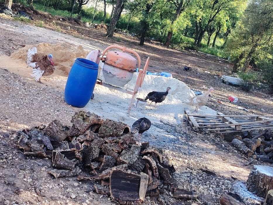 Animais perus vendo ou troco