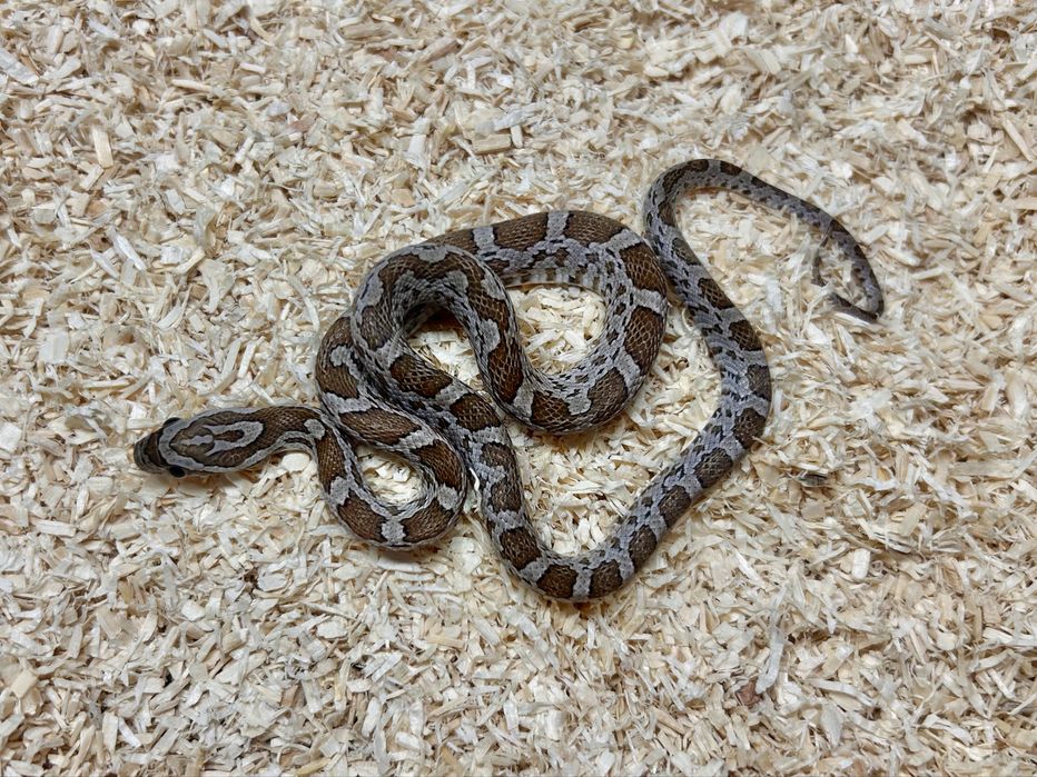 Wąż zbożowy Pantherophis guttatus mlode 30-45cm