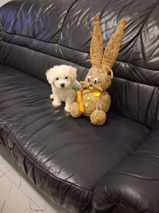 Bichon Frise piesek
