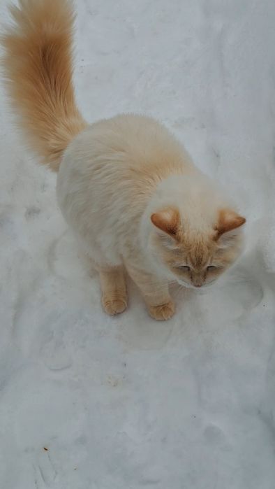 Невська маскарадна новонароджені кошенята. Бронь.