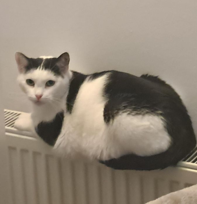 Diki do adopcji za darmo