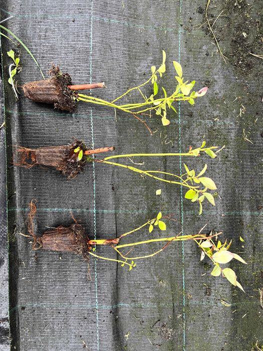 Sadzonki borówki wysokiej "amerykańskiej" - Elliott multiplat 104