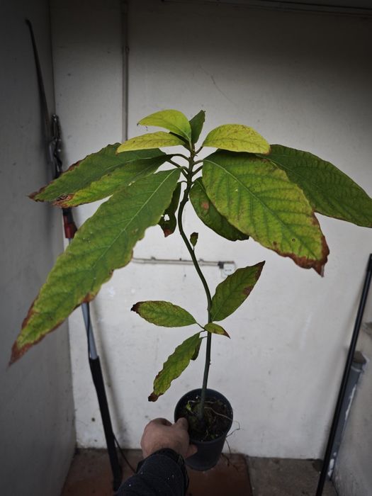 Abacateiros e pêra melão