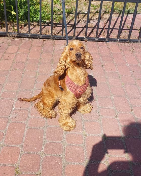 Cocker Spaniel Angielski piesek