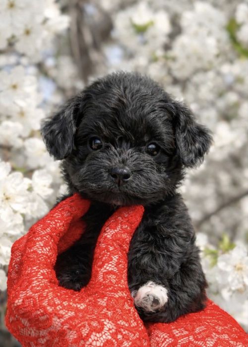 Елітна чорна дівчинка мальтипу міні  VIP