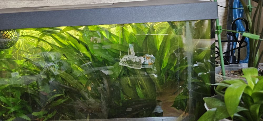 Echinodorus Bleheri (Żabienica Blehera)