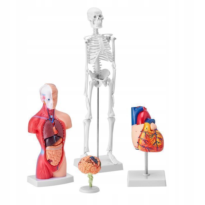 Vevor 4-częściowy model anatomii człowieka kompletny zestaw
