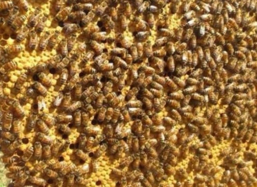 Ульи с пчелами бджолосім'ї  пчелосемьи бджоли пчелы вулики пасіка