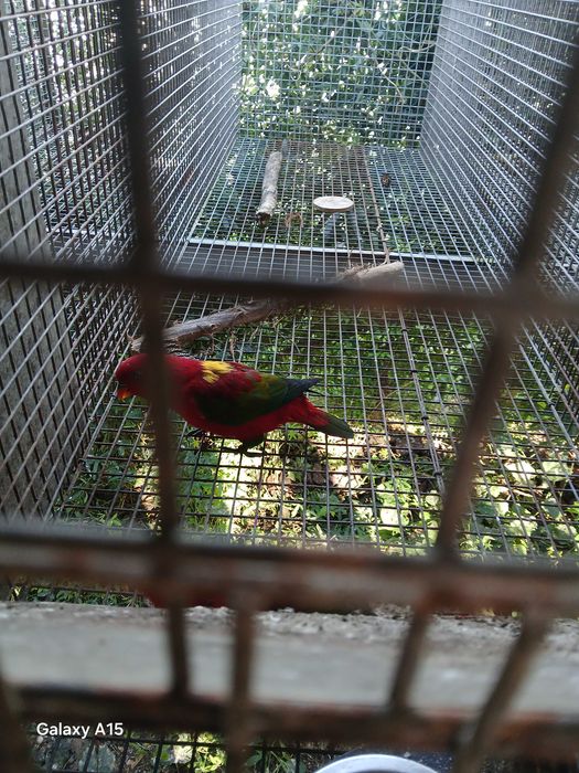Vendo casal de loris garrulos adulto