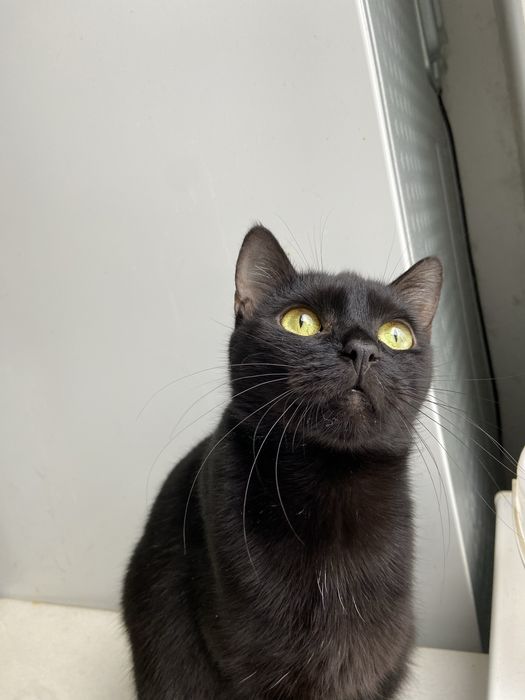 Шукаємо відповідальну сімʼю для молодої кішки