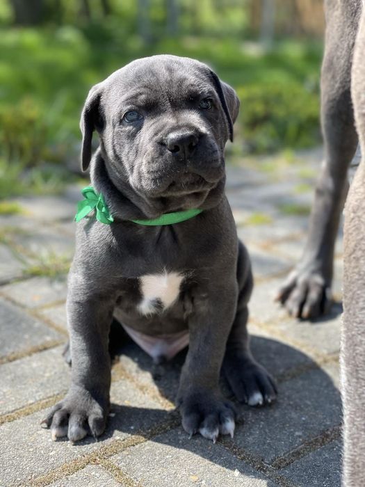 Cane corso Italiano-від розплідника