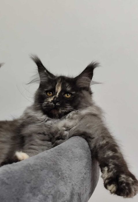 Gatinha maine coon - LOP