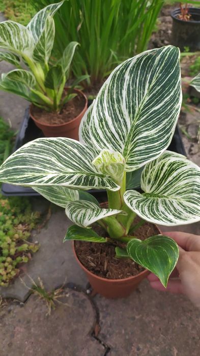 philodendron - купити кімнатні рослини - Ціна на OLX.ua