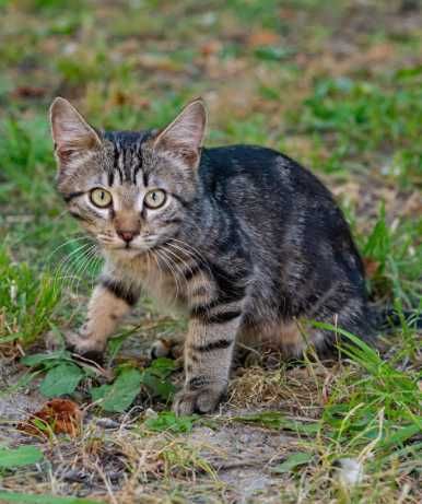 котята полосатые ищут дом